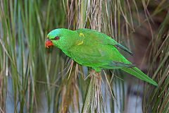 Scaly-breasted Lorikeet